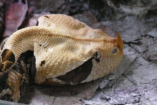 Serpiente de cabeza triangular con cuerno en la zona de la nariz