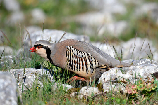 Rock Partridge // Steinhuhn (Alectoris graeca) -Greece