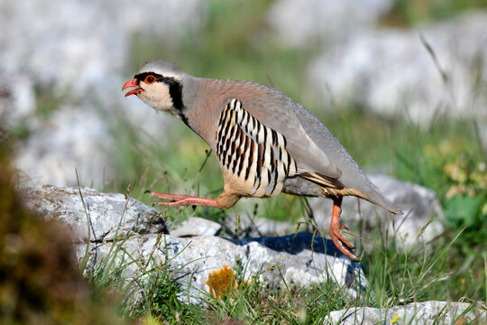 Steinhuhn // Rock Partridge (Alectoris graeca) -Griechenland