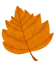 autumn leaf isolated on white 