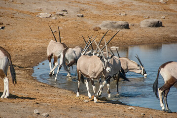 Oryx antelope drinking at a water hole in Etosha Namibia