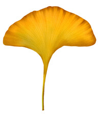 Yellow ginkgo leaf