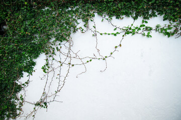 Set of realistic ivy plant on white background. Floral design elements for decorate vintage card