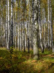 Landscape of the autumn forest. Sunny forest. October natural landscape. Beautiful bright forest in the sunlight.