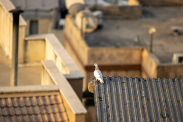 Pigeon on the roof