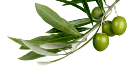 Fotobehang Green olives with a branch on a white background © BillionPhotos.com