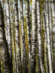 Obraz premium Landscape of the autumn forest. Sunny forest. October natural landscape. Beautiful bright forest in the sunlight.