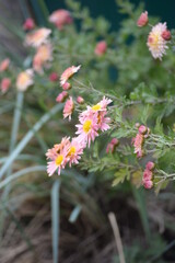 white fluffy daisies, chrysanthemum flowers on a green pink cream delicate  pink chrysanthemums close-up in aster Astra tall perennial,
new english (morozko, morozets) texture gradient purple flower 