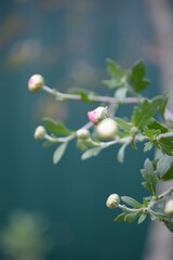 white fluffy daisies, chrysanthemum flowers on a green pink cream delicate  pink chrysanthemums close-up in aster Astra tall perennial,
new english (morozko, morozets) texture gradient purple flower 