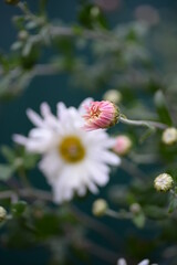 white fluffy daisies, chrysanthemum flowers on a green pink cream delicate  pink chrysanthemums close-up in aster Astra tall perennial,
new english (morozko, morozets) texture gradient purple flower 