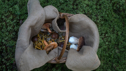Mushroom season background - basket with various collected edible mushrooms on green juicy moss floor in forest