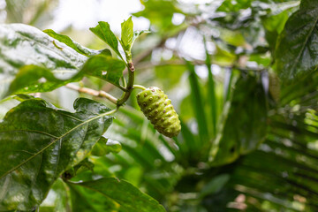 Noni tree or indian mulbery in forest