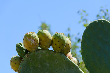 prickly pear fruits on a green cactus. blue sky background