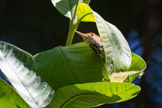 Tailorbird building a nest with leaves