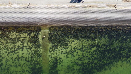 grass and water in the Netherlands