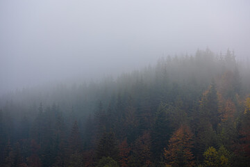Foggy autumn mountain landscape with spruce forest.