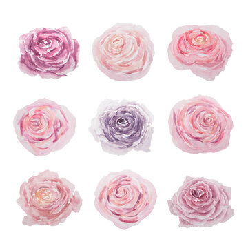 Watercolor hand drawn vintage pink roses isolated on white background.