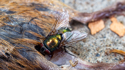 Housefly close up Macro shot. The housefly is a fly of the suborder Cyclorrhapha, and has spread...