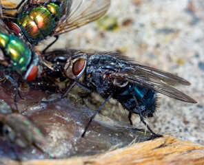 Housefly close up Macro shot. The housefly is a fly of the suborder Cyclorrhapha, and has spread...