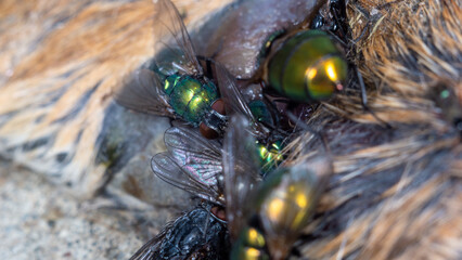 Housefly close up Macro shot. The housefly is a fly of the suborder Cyclorrhapha, and has spread all over the world as a commensal of humans. It is the most common fly species found in houses