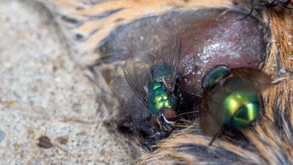 Housefly close up Macro shot. The housefly is a fly of the suborder Cyclorrhapha, and has spread all over the world as a commensal of humans. It is the most common fly species found in houses