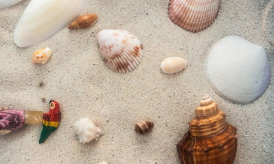 Fototapeta na wymiar seashells on a send close up