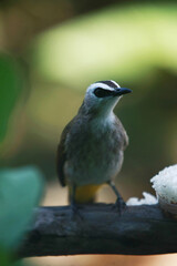 Bird portrait in the park garden outdoor , close up