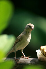 Bird portrait in the park garden outdoor , close up