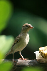 Bird portrait in the park garden outdoor , close up
