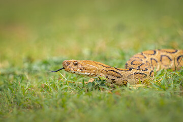 Russell's Viper Snake from India