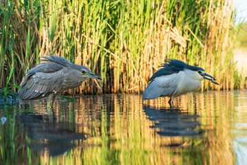 Black-crowned night herons (Nycticorax nycticorax) fishing  in shallow water