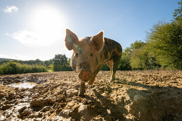 Pig at a biological farm. Free to roll in the mud.