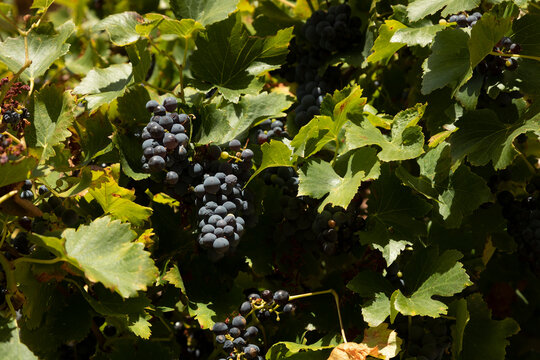 Ripe garnacha grapes, local seasonal fruit, on a vineyard in Luesia, Aragon, Spain