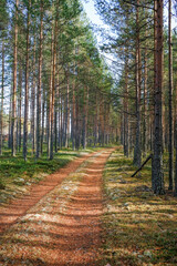Rural road goes through forest with pine trees in autumn time. Karelia, Russia