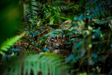 Rare animal Taiwan Clouded Leopard