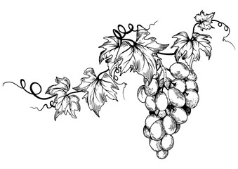 Black and white grape branch and leaves. Hand drawn vector illustration. - 538967464