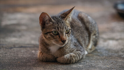 A cat looking into the camera. portrait of a grey cat with stripes laying on a ground