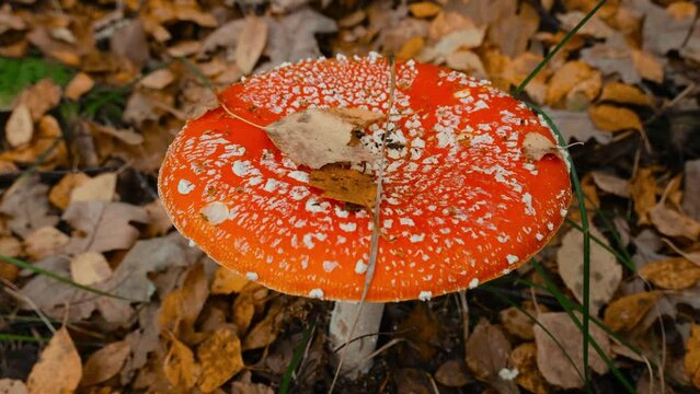 4K slow motion macro environment footage. Fly agaric amanita muscaria poisonous mushroom in autumn scenery. Beautiful dangerous but useful in microdosing red mushroom with white spots on cap.