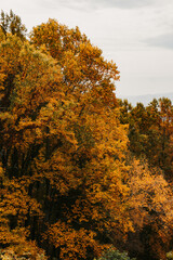 Fototapeta premium Autumn Leaves