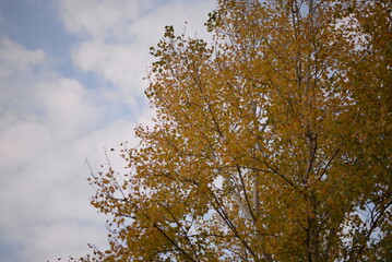 poplar tree in autumn colors red, orange, bright leaves, autumn, autumn colors, poplar branches against the blue sky, habitat, peaceful sky in Ukraine, cloudy 