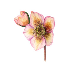 Watercolor hellebore isolated on a white background