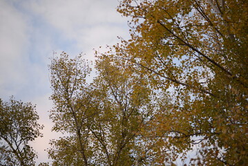 poplar tree in autumn colors red, orange, bright leaves, autumn, autumn colors, poplar branches...