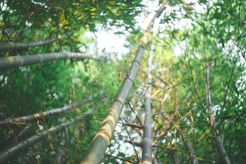 Bamboo forest. Sunlight through bamboo trunks. 