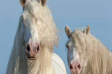 Heads of two American White Draft Horse stallions with blue sky
