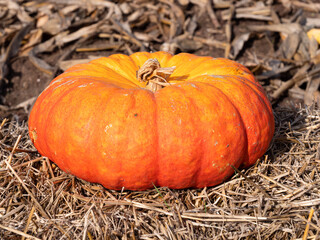 A pumpkin is a cultivar of winter squash that is round with smooth, slightly ribbed skin, and is most often deep yellow to orange in coloration.