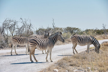 Obraz na płótnie Canvas Plains Zebra in Etosha National Park Namibia