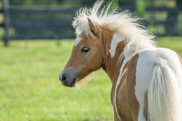 Miniature Horse foal in paddock