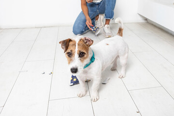 Close up photo of cute dog with bad behaviour standing on the floor and looking at camera