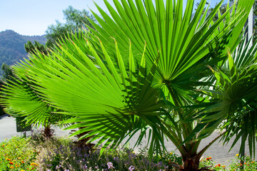 Green palm tree leaves. Livistona Rotundifolia palm tree close up. Green palm foliage at the sunlight