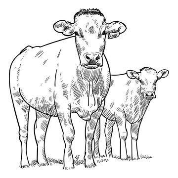 Vintage hand drawn sketch two cattle (for more draw like this click Cus below)